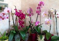 Manas orhidejas zied kā trakas un es dalos ar recepti, kā to panākt; Rezultāts tevi patiešām iepriecinās!