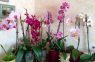 Manas orhidejas zied kā trakas un es dalos ar recepti, kā to panākt; Rezultāts tevi patiešām iepriecinās!