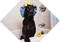 Kā iemācīt savam sunim mazgāties, ja viņam tas nepatīk: zoopsihologa padomi