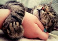 Kāpēc kaķis ar ķepām satver cilvēka roku, neatlaižot nagus, ko viņa ar to grib pateikt