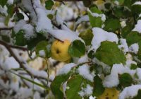 Sliktie laikapstākļi nebūs nekas: agronoms paskaidroja, kā pasargāt ķiršus un ābeles no sasalstoša lietus