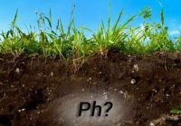 Skābs vai sārmains augsnes pH: kā to izvēlēties, mainīt un izmērīt