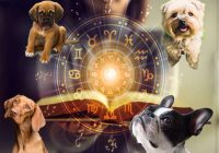 Kura suņu šķirne ir piemērota jūsu zodiaka zīmei