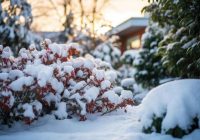 Pagūstiet līdz ziemas beigām: 5 lietas, kas obligāti jāizdara dārzā