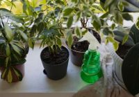 Kā atbrīvoties no mušām istabas augos: metode, kas darbojas jau ar pirmo reizi