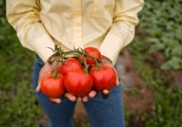 Gandrīz nekas nebūs jādara, bet jums būs tomāti maisiem: 1 triks palielinās jūsu ražu par 30 procentiem