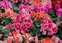 Ciklamenas jūsu mājās: viss, kas jāzina, lai augs daudzus gadus priecētu ar skaistiem ziediem