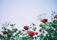 Trīs labākie organiskie mēslošanas līdzekļi krāšņām rozēm