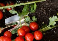 Kā barot tomātu stādus ziemā, lai tie būtu biezi un kupli