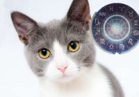 Kurš kaķis atbilst tavam horoskopam?