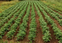 Stādiet šos augus līdzas kartupeļiem: Kolorādo kartupeļu vaboles nekavējoties aizbēgs