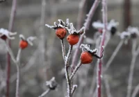 Martā jau būs par vēlu: lūk, darāmo darbu saraksts, kas dārzā jāizdara februārī