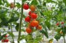 Jau ir pienācis laiks: kad sēt tomātus stādiem 2024. gadā