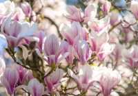 Kā kopt magnolijas, lai iegūtu karaliski skaistu dārzu
