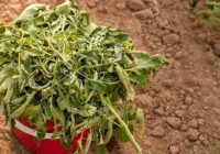 Neiedomājieties par izmešanu: kā izmantot tomātu stādu lakstus mēslošanai un aizsardzībai pret laputīm