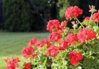 Kā un kāpēc pavasarī apgriezt pelargonijas: jūs būsiet pārsteigti par rezultātiem