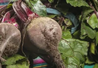 Kā dārzā izaudzēt milzīgas bietes: 3 labākie agronoma ieteikumi