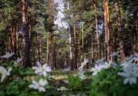 VIDEO: Mežā tālumā ieraudzīju vairākus mazus kustīgus objektus. Ar trīcošām rokām nofilmēju redzēto brīnumu