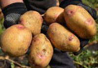 “Es palielināju kartupeļu ražu 2 reizes” ar vienkāršu mēslojumu, ko sāku pievienot stādīšanas laikā.