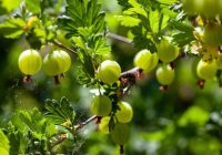 Kā apstrādāt ērkšķogas pavasarī: trīs receptes bez “ķimikālijām”, kas darbojas