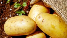 Galvenās kļūdas kartupeļu stādīšanā: tās var atstāt jūs bez labas ražas