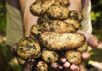 Ko var stādīt dobē pēc kartupeļiem un ko ne: špikeris dārzkopjiem