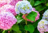 Visi puķkopju noslēpumi hortenziju audzēšanā un kopšanā: skaisti ziedi garantēti