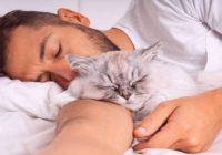 3 iemesli, kāpēc kaķis naktī nāk gulēt pie saimnieka