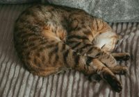 Vai esi ievērojis, kur tavam kaķim vislabāk patīk gulēt? Viņš to izvēlas ļoti īpaši un lūk, ko tas patiesībā nozīmē!