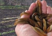 Kas noteikti jāpaveic pavasarī, lai šogad tavā mazdārziņā nebūtu gliemežu