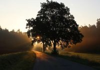 Kādi koki pie mājas pasargās no nelaimes un kādi, tieši pretēji, var nest lielas problēmas