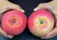 Kraukšķīgos un saldos ābolus varēsiet noteikt 1 sekundē. Tikai paskatieties uz viņiem šādā stāvoklī!