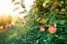 Vai ir iespējams izkaisīt pelnus zem ābeles: kļūdās katrs otrais dārznieks