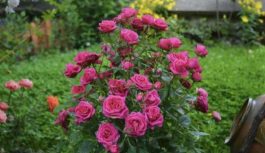 Atjaunojiet rožu krūmus ar sodu: pēc 3 nedēļām parādīsies jauni dzinumi, un rozes bagātīgi ziedēs visu vasaru