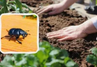 Kā atbrīvoties no grauzējvaboles: nepieciešama augu eļļa un ūdens