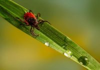 Ērces bēgs kā no uguns! 3 dabiski un ļoti efektīvi ērču atbaidīšanas aromāti, ko pats var pagatavot mājās