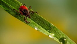 SPKC brīdina: Latvijā drīz sāksies ērču aktivitātes sezona un ko darīt SPKC brīdina: Latvijā drīz sāksies ērču aktivitātes sezona un ko darīt