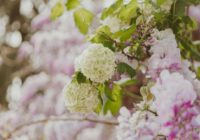 Onkulītis dārznieks, kura dārzs izskatās kā hortenziju paradīze, pačukstēja trīs vienkāršus noslēpumus – kas jāizdara, lai hortenzijas ziedētu visu vasaru!