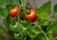 Bagātīga tomātu raža: mana omīte ieteica labākos mēslošanas līdzekļus no kuriem tomāti augs debesīs!