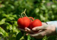 Obligātā tomātu barošana jūlija beigās: nepalaidiet garām šo brīdi