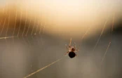 Kā padzīt  visus zirnekļus no mājas: nevēlamie viesi skriešus aizskries prom