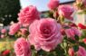Vecaistēvs, kurš ir pieredzējis dārznieks, izstāstīja, kā barot rozes dārzā, lai tās ziedētu visiem kaimiņiem par skaudību