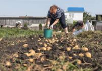 Šogad kartupeļi ir jārok šajos datumos: Mēness kalendārs augustam un septembrim