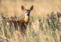 Tveice turpināsies: meteorologs Toms Bricis paziņo, cik ļoti liels karstums Latvijā valdīs nedēļas nogalē un arī pirmajā skolas nedēļā