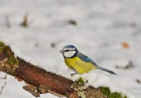 Vai taisnība, ka gaidāmā ziema būs ārkārtīgi silta? Par šo pastāstīja meteorologi