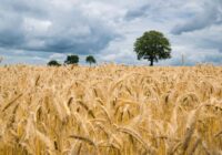 Visi to izjutīs: meteorologs pastāstīja, kad sāksies La Ninja un ko tas izraisīs laikapstākļos