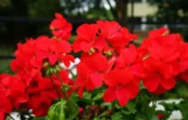 Kā laistīt pelargonijas, lai tās ziedētu ziemā – pārbaudīti veidi, kā padarīt augu bagātīgu ar ziediem aukstajā sezonā