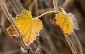 Sniegs, vējš, aukstums – sinoptiķi atklāja pirmsziemas anomālos laikapstākļus, kuri var pārsteigt