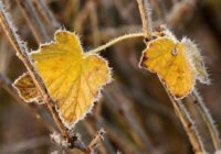 Sniegs, vējš, aukstums – sinoptiķi atklāja pirmsziemas anomālos laikapstākļus, kuri var pārsteigt