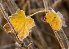 Sniegs, vējš, aukstums – sinoptiķi atklāja pirmsziemas anomālos laikapstākļus, kuri var pārsteigt